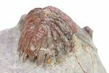 Red Hollardops Trilobite - Zerig, Morocco #283914-5